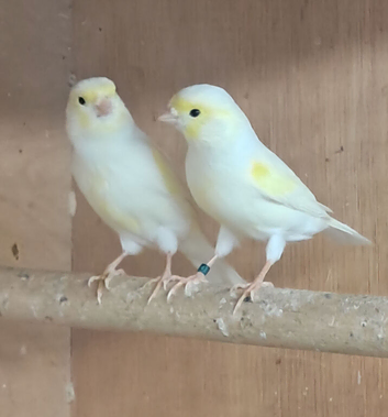 Mosaic canaries