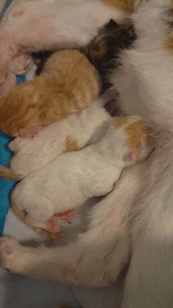 Kittens