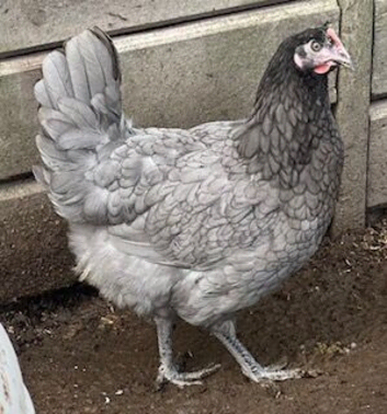 Bluebelle hybrid
