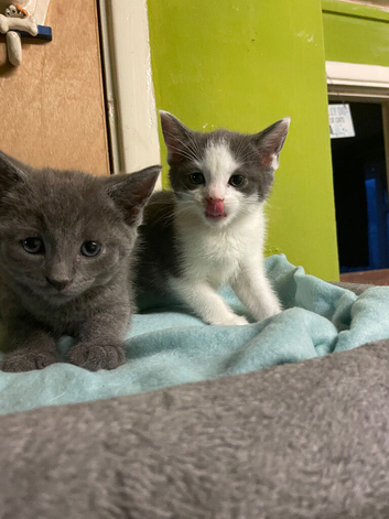 6 Russian blue cross kittens