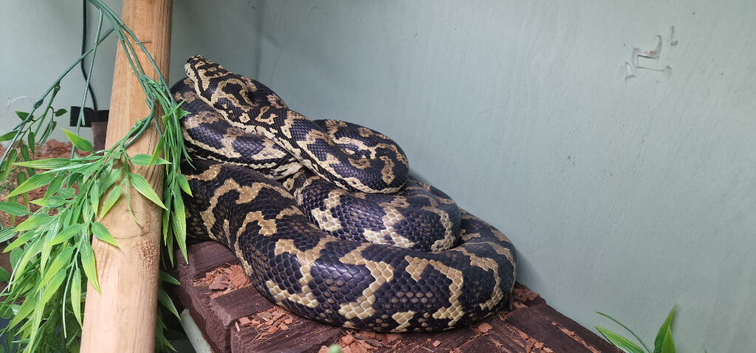 Adult Female Jungle Carpet python
