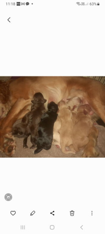Cocker spaniel puppies