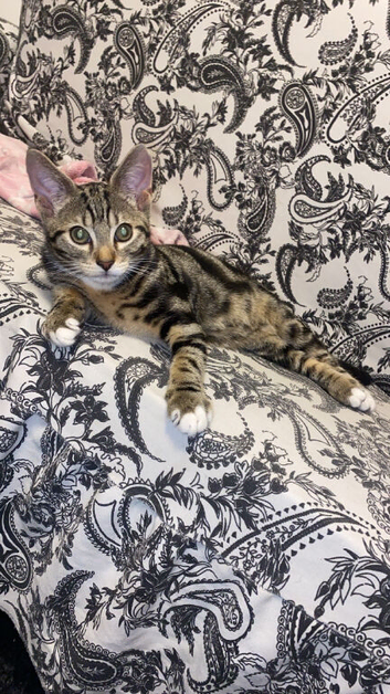 3 Months Old Bengal Kitten