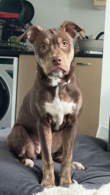 6 month old Staffy Cross