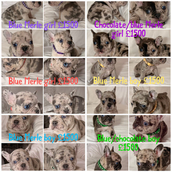 Outstanding Merle French bulldog litter of 8