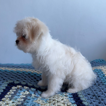 Stunning Japanese chin x maltese terrier designer Jatese puppy's