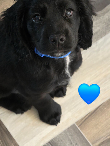 KC Reg Cocker Spaniel Pups