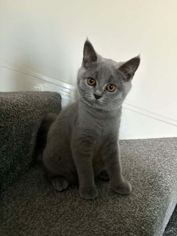 Adorable British shorthair kitten