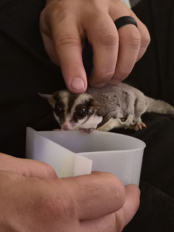 2 x Female Sugar Gliders