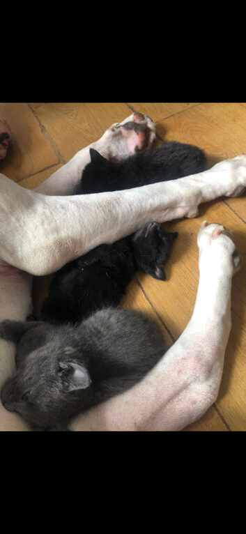 4 kitten