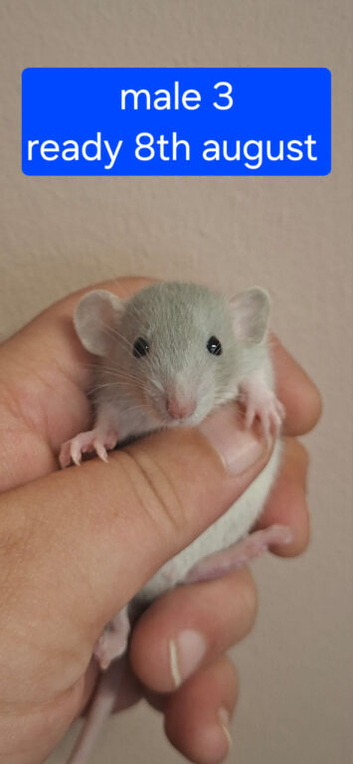 Male Baby Dumbo Rats ready to leave