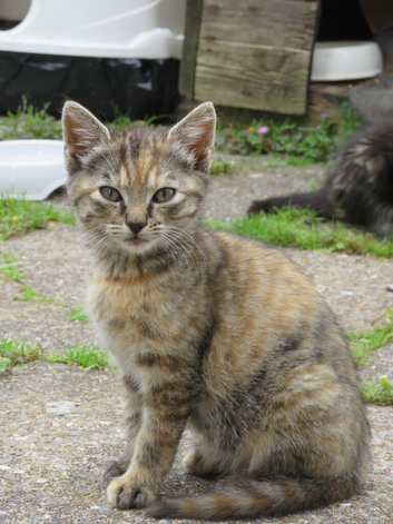 Female kitten for sale