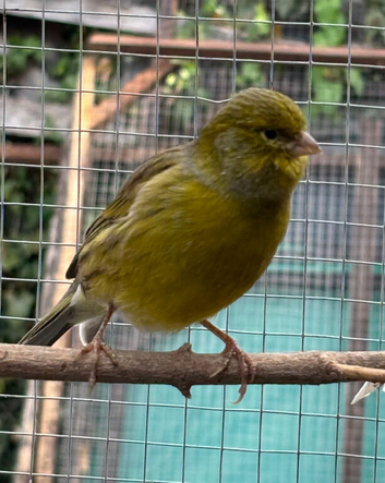 Male canary for sale