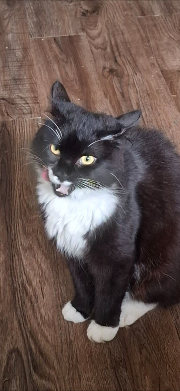 Main coon cross ragdoll
