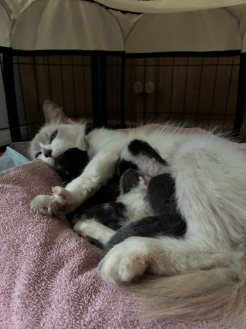 Ragdoll x kittens