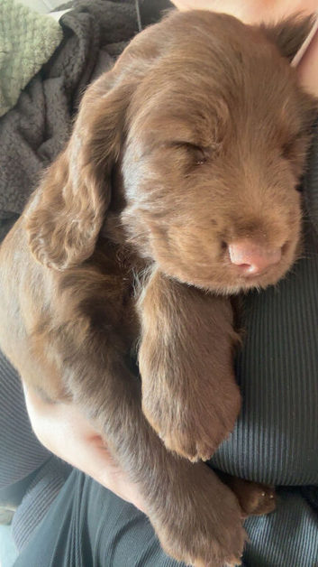 3 gorgeous sprocker puppies