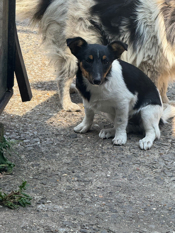 Jack Russel xshetland sheep dog bitch for sale