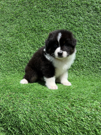 Australian Shepherd Puppies