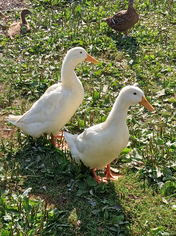 Silver Appleyard  Ducklings