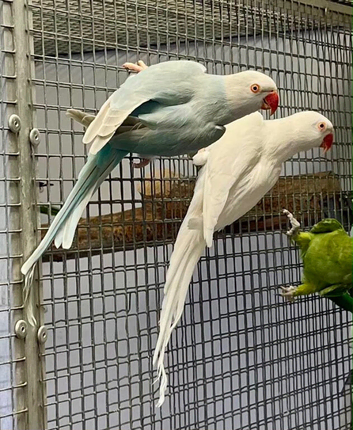 Male and Female Ringnecks