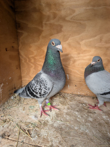 Racing pigeons