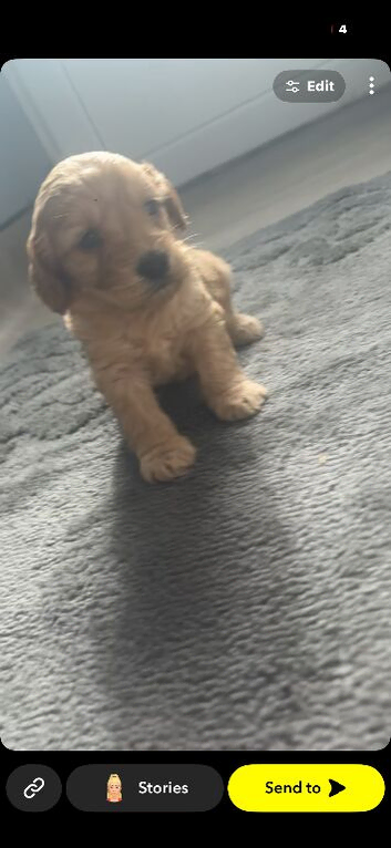 2 boy cockapoo puppies