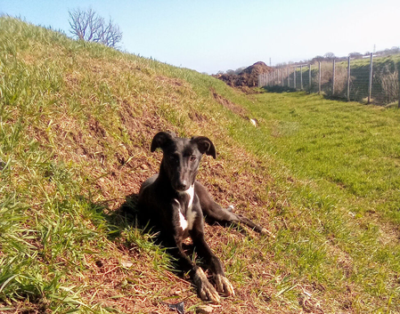 ** 10 MONTH OLD COLLIE X GREYHOUND **