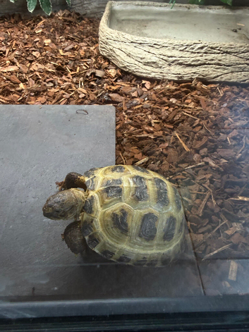 Horsefields Tortoise juvenile