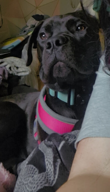 Mix breed 7 month old