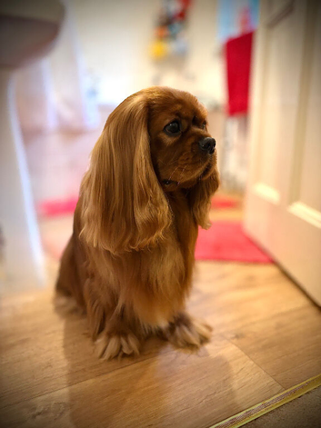 KC Reg Health Tested Proven Cavalier King Charles STUD