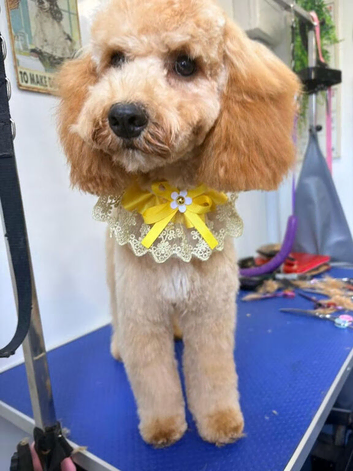 Honey female Cockapoo