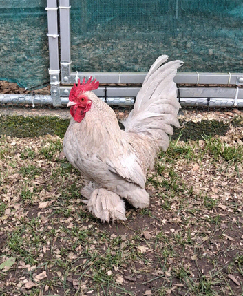 Sablepoot  cockerel