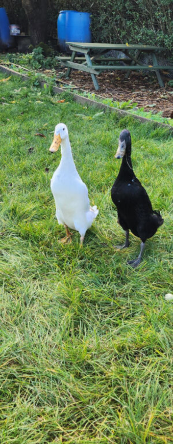 Indian runner duck