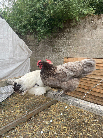 3 chickens for sale laying and chicks