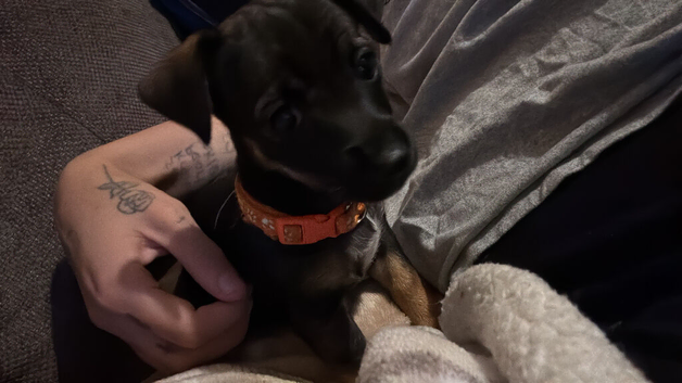 Jack Russel