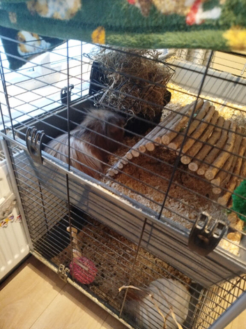 Guinea pig cage for sale need gone asap