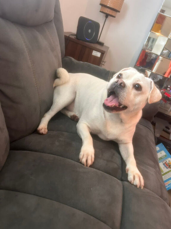 Jack Russel x Pug