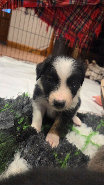 Border collie x papillon puppies