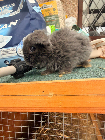 Baby mini lops hand raised