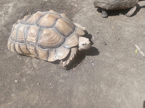 Sulcata male tortiose