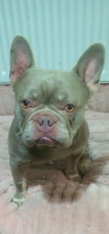 Cream and tan male frenchie 2 years old