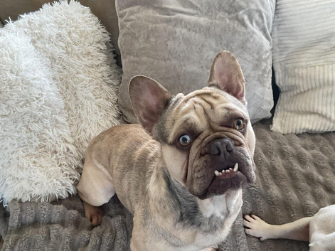 3 year old pedigree french bulldog