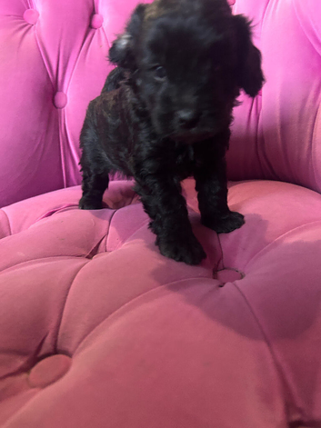 5 GORGEOUS F1B cockapoos. LAST BOY LEFT!!