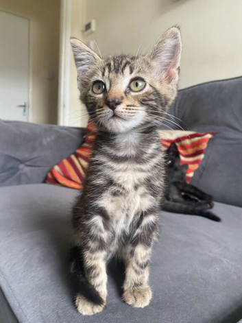 &zwj;beautiful tabby\pursian kittens looking for their forever homes&zwj;