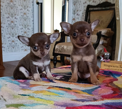 Exquisite Tiny Chihuahua puppies.