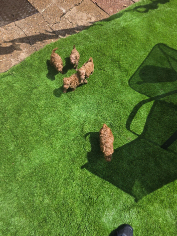 Cockerpoo puppies