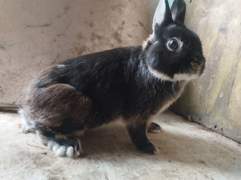 Netherland dwarfs Proven breeding pair