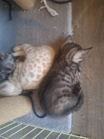 Bengal babies looking for their forever homes