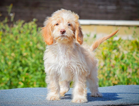 900 REDUCED 5* licensed breeder beautiful girl!
