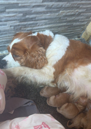 4 stunning cava poopuppies
